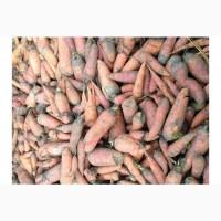 Продам моркву 2 сорт оптом, Київська область