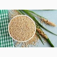 Продам сорго біле 500т, Кіровоградська обл, Комишувате