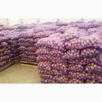 Продам картофель
