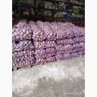 Продам картоплю
