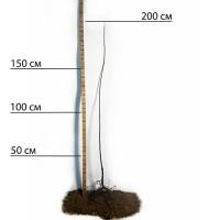 Саджанці айви Студентка - 1-річний