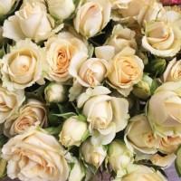 Саджанці бордюрних троянд Крем Грація