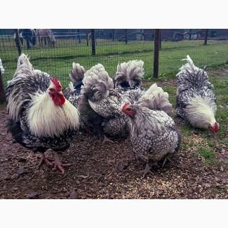 Яйце на інкубацію.Курчат. Орпінгтон - мармуровий, зозулений, лаванда, срібло, спліш, шоколад