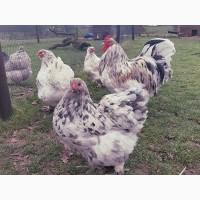 Яйце на інкубацію.Курчат. Орпінгтон - мармуровий, зозулений, лаванда, срібло, спліш, шоколад