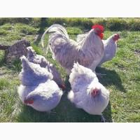 Яйце на інкубацію.Курчат. Орпінгтон - мармуровий, зозулений, лаванда, срібло, спліш, шоколад