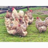 Яйце на інкубацію.Курчат. Орпінгтон - мармуровий, зозулений, лаванда, срібло, спліш, шоколад