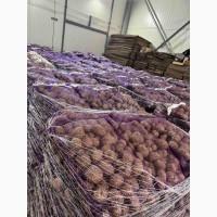 Продам картоплю товарну Імпорт