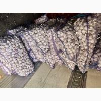 Продам чеснок