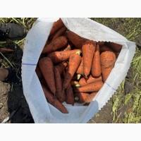 Продам товарну моркву, сорт Кардоба