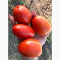 Продам помідор сливка Реогранд