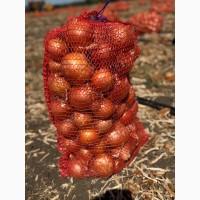 Продається цибуля на гурт