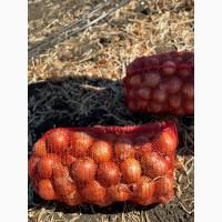 Продається цибуля на гурт