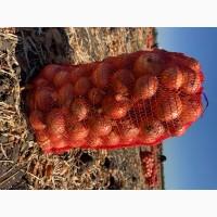 Продається цибуля на гурт