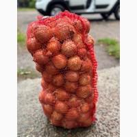 Продається цибуля на гурт