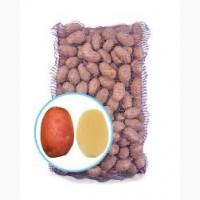 Насіннєва картопля Беллароза Івано-Франківська область купити, роздріб від 10 кг