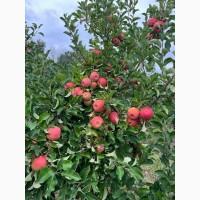 Продам яблука ЧЕМПІОН