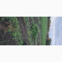 Кріп зелений