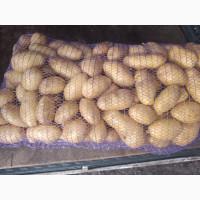 Картопля, другий врожай, сорт Гранада