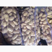 Картопля, другий врожай, сорт Гранада