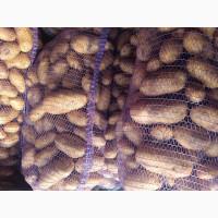 Картопля, другий врожай, сорт Гранада