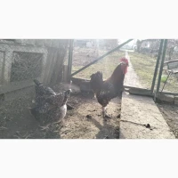 Продам інкубаційне яйце лівенської ситцевої