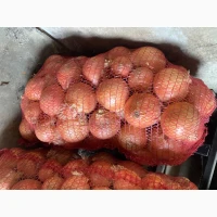 Продам цибулю
