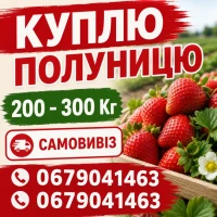 Куплю полуницю на постійній основі 200-600 кг