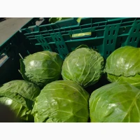Продам капусту ранню
