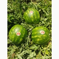 Продам арбуз