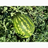 Продам кавун продюсер