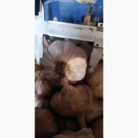 Продам часник на посадку