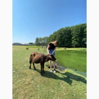 Чистокровні водяні буйволи, молодняк і старше поголів#039;я