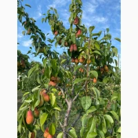 Продам Груша Талгарська красуня