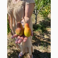Продам Груша Талгарська красуня