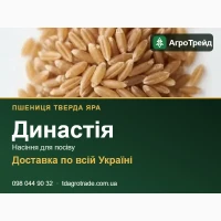 С0рт08е нвсіння т8ерд0ї яр0ї пшениці Динвстія
