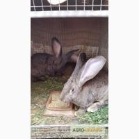 Продам кролів породи фландр