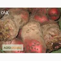 Продам кормовой буряк