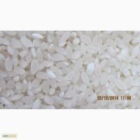 Продам рис оптом