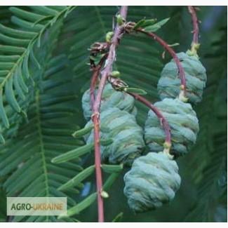 Саженцы: Метасеквойя – Metasequoia glyptostroboides
