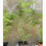 Саженцы: Метасеквойя – Metasequoia glyptostroboides