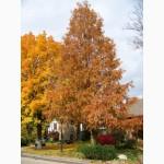 Саженцы: Метасеквойя – Metasequoia glyptostroboides