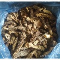 Реалізуєм Сморчок (конічний-пірамідальник, шапочку)