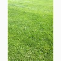 Рулонний газон Партерний