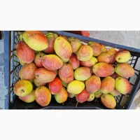 Продам грушу киргизька красуня