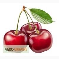 Продам окулянт черешни на подвое ВСЛ-2 И МАГАЛЕБКЕ