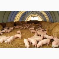 Закупаем свиней живым весом 1 2 категории