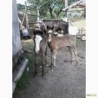 Продам пару коней кобили з лошатками