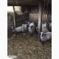 Продам вівці