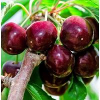 Саженцы новых крупноплодных сортов черешни и вишни опт и розница