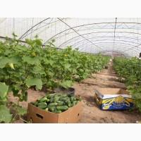 Продам тепличний огірочок